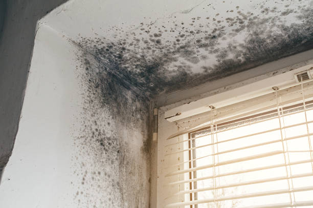 Affordable Mold Cleanup solutions in Lawnside, NJ